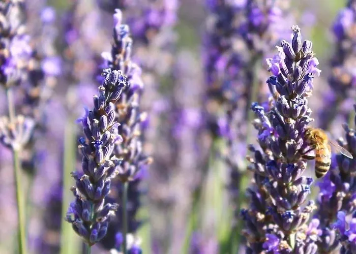 Stecado Glamping 豪华帐篷